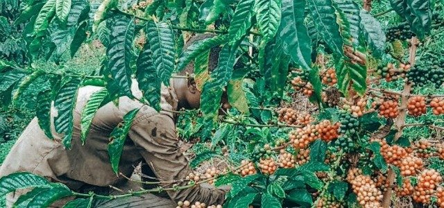 Coffee Success Story