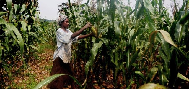 Maize Success Story